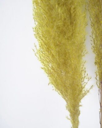 Dried Flowers 24*120CM Reed,3pc/bag(REMARK : standard : pcs not weight) GS-56619057CONTI-G1 Dried Flowers YeahFlower is one of Chinese leading OEM manufacturers and exporters , supplying the silk flowers, wholesale artificial trees Dried Flowers 24*120CM Reed,3pc/bag(REMARK : standard : pcs not weight) GS-56619057CONTI-G1 Dried Flowers YeahFlower is one of Chinese leading OEM manufacturers and exporters , supplying the silk flowers, wholesale artificial trees
