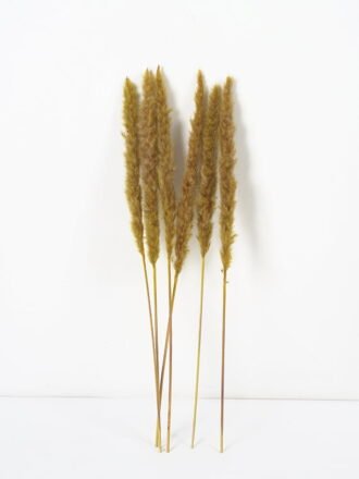 Dried Flowers 24*120CM Reed，3pc/bag(REMARK :  standard : pcs not weight) GS-56619057CONTI-H1 Single Flowers 3,000+ sqm showroom with thousands of artificial flowers, plants & trees ready for global sourcing.