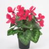 Artificial Flower GS-03320160-R1_3 Artificial Flower 23*23*29cm GS-03320160-R1 Potted Flowers&Plants YeahFlower is one of Chinese leading OEM manufacturers and exporters , supplying the silk flowers, wholesale artificial trees