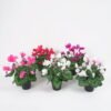 Artificial Flower 23*23*29cm GS-03320160 Potted Flowers&Plants YeahFlower is one of Chinese leading OEM manufacturers and exporters , supplying the silk flowers, wholesale artificial trees