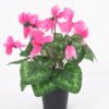 Artificial Flower 23*23*29cm GS-03320160 Potted Flowers&Plants YeahFlower is one of Chinese leading OEM manufacturers and exporters , supplying the silk flowers, wholesale artificial trees