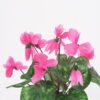 Artificial Flower 23*23*29cm GS-03320160 Potted Flowers&Plants YeahFlower is one of Chinese leading OEM manufacturers and exporters , supplying the silk flowers, wholesale artificial trees