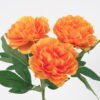 Artificial Flower 19*51CM Peony *3 GS-63921005CONTI Single Flowers YeahFlower is one of Chinese leading OEM manufacturers and exporters , supplying the silk flowers, wholesale artificial trees
