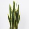 Artificial Flower 33*36*91CM Sansevieria in pp pot/lvs29 GS-59521062 Potted Flowers&Plants YeahFlower is one of Chinese leading OEM manufacturers and exporters , supplying the silk flowers, wholesale artificial trees