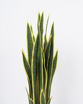 Artificial Flower 33*36*91CM Sansevieria in pp pot/lvs29 GS-59521062 Potted Flowers&Plants YeahFlower is one of Chinese leading OEM manufacturers and exporters , supplying the silk flowers, wholesale artificial trees Artificial Flower 33*36*91CM Sansevieria in pp pot/lvs29 GS-59521062 Potted Flowers&Plants YeahFlower is one of Chinese leading OEM manufacturers and exporters , supplying the silk flowers, wholesale artificial trees