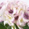 Artificial Flower 30*51CM Singel Hydrange GS-51921001-P2 Single Flowers YeahFlower is one of Chinese leading OEM manufacturers and exporters , supplying the silk flowers, wholesale artificial trees