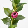 Artificial Plant 27*67CM Camellia spray*3 GS-61721006 Leaves&Sprays&Foliages 3,000+ sqm showroom with thousands of artificial flowers, plants & trees ready for global sourcing.