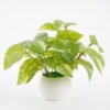 Artificial Plant 24*24*19CM Epipremnum aureum leaf in pp pot GS-64221003 Potted Flowers&Plants YeahFlower is one of Chinese leading OEM manufacturers and exporters , supplying the silk flowers, wholesale artificial trees