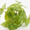 Artificial Plant 24*24*19CM Epipremnum aureum leaf in pp pot GS-64221003 Potted Flowers&Plants YeahFlower is one of Chinese leading OEM manufacturers and exporters , supplying the silk flowers, wholesale artificial trees