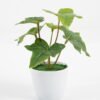 Artificial Plant Ivy in pp pot GS-64221006_1 Artificial Plant 13*14*17CM Ivy in pp pot GS-64221006 Potted Flowers&Plants YeahFlower is one of Chinese leading OEM manufacturers and exporters , supplying the silk flowers, wholesale artificial trees