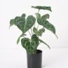 Artificial Plant 31*31*39CM Leaves in pp pot/lvs9 GS-14521013 Potted Flowers&Plants YeahFlower is one of Chinese leading OEM manufacturers and exporters , supplying the silk flowers, wholesale artificial trees
