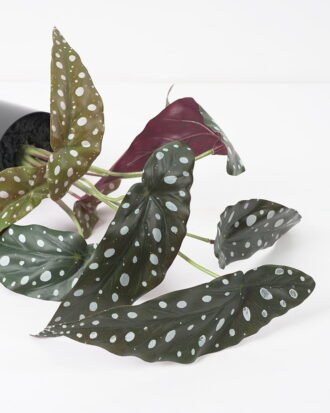 Artificial Plant 29*24*40CM Leaves in pp pot/lvs9 GS-14521017 Potted Flowers&Plants YeahFlower is one of Chinese leading OEM manufacturers and exporters , supplying the silk flowers, wholesale artificial trees Artificial Plant 29*24*40CM Leaves in pp pot/lvs9 GS-14521017 Potted Flowers&Plants YeahFlower is one of Chinese leading OEM manufacturers and exporters , supplying the silk flowers, wholesale artificial trees