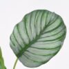 Artificial Plant 24*74CM Leaves spray/lvs7 GS-14521005 Leaves&Sprays&Foliages YeahFlower is one of Chinese leading OEM manufacturers and exporters , supplying the silk flowers, wholesale artificial trees