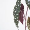 Artificial Plant 18*71CM Leaves spray/lvs7 GS-14521008 Leaves&Sprays&Foliages 3,000+ sqm showroom with thousands of artificial flowers, plants & trees ready for global sourcing.