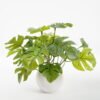 Artificial Plant 23*25*19CM Monstera in pp pot GS-64221001 Potted Flowers&Plants YeahFlower is one of Chinese leading OEM manufacturers and exporters , supplying the silk flowers, wholesale artificial trees