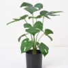 Artificial Plant 31*24*38CM Monstera in pp pot/lvs9 GS-14521015 Potted Flowers&Plants YeahFlower is one of Chinese leading OEM manufacturers and exporters , supplying the silk flowers, wholesale artificial trees