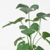Artificial Plant 31*24*38CM Monstera in pp pot/lvs9 GS-14521015 Potted Flowers&Plants YeahFlower is one of Chinese leading OEM manufacturers and exporters , supplying the silk flowers, wholesale artificial trees
