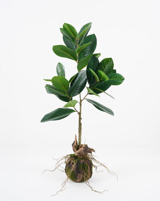 Artificial Plant 35*26*80cm leaf in pp pot GS-64021008 Potted Flowers&Plants YeahFlower is one of Chinese leading OEM manufacturers and exporters , supplying the silk flowers, wholesale artificial trees