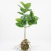 Artificial Plant 39*18*81cm leaf in pp pot GS-64021010 Potted Flowers&Plants YeahFlower is one of Chinese leading OEM manufacturers and exporters , supplying the silk flowers, wholesale artificial trees