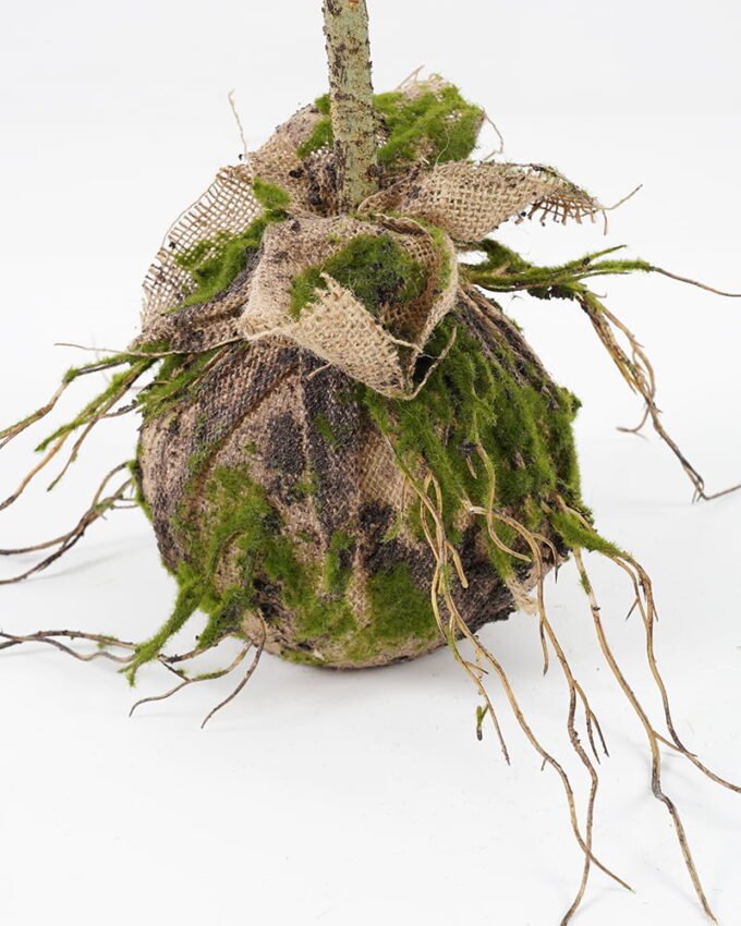 Artificial Plant 39*18*81cm leaf in pp pot GS-64021010 Potted Flowers&Plants YeahFlower is one of Chinese leading OEM manufacturers and exporters , supplying the silk flowers, wholesale artificial trees