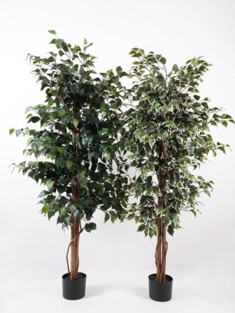 Artificial Tree H:180CM Ficus in the pp pot/lvs1227 GS-59521013 Tree&Plant 3,000+ sqm showroom with thousands of artificial flowers, plants & trees ready for global sourcing.