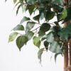 Artificial Tree H:150CM Ficus in the pp pot/lvs1008 GS-59521011 Tree&Plant 3,000+ sqm showroom with thousands of artificial flowers, plants & trees ready for global sourcing.