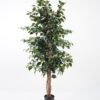 Artificial Tree H:150CM Ficus in the pp pot/lvs1008 GS-59521011 Tree&Plant 3,000+ sqm showroom with thousands of artificial flowers, plants & trees ready for global sourcing.