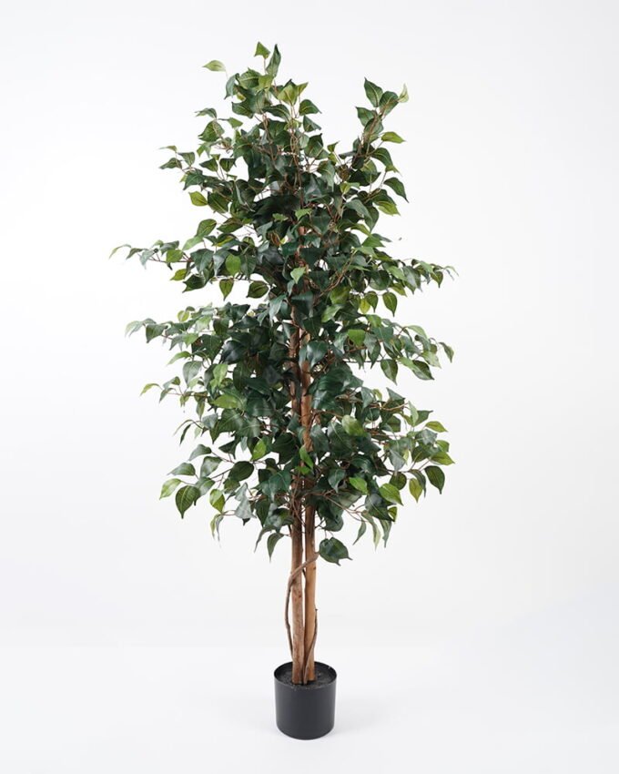 Artificial Tree H:150CM Ficus in the pp pot/lvs1008 GS-59521011 Tree&Plant 3,000+ sqm showroom with thousands of artificial flowers, plants & trees ready for global sourcing.