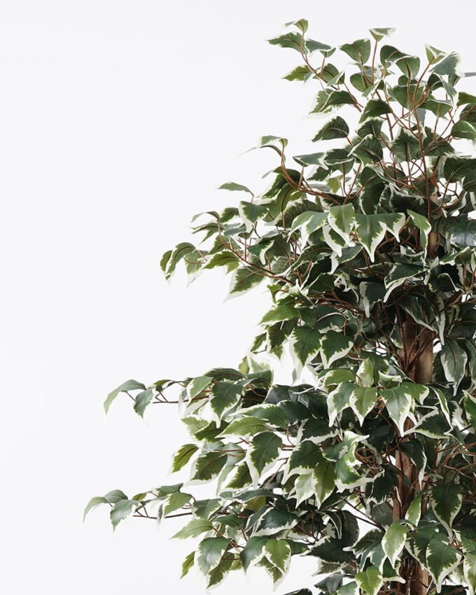 Artificial Tree H:180CM Ficus in the pp pot/lvs1227 GS-59521013 Tree&Plant YeahFlower is one of Chinese leading OEM manufacturers and exporters , supplying the silk flowers, wholesale artificial trees