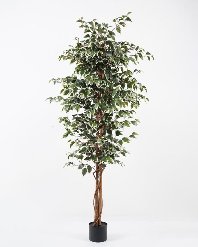 Artificial Tree H:180CM Ficus in the pp pot/lvs1227 GS-59521013 Tree&Plant YeahFlower is one of Chinese leading OEM manufacturers and exporters , supplying the silk flowers, wholesale artificial trees