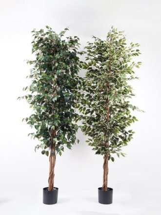 Artificial Tree H:180CM Ficus in the pp pot/lvs1227 GS-59521013 Tree&Plant 3,000+ sqm showroom with thousands of artificial flowers, plants & trees ready for global sourcing.