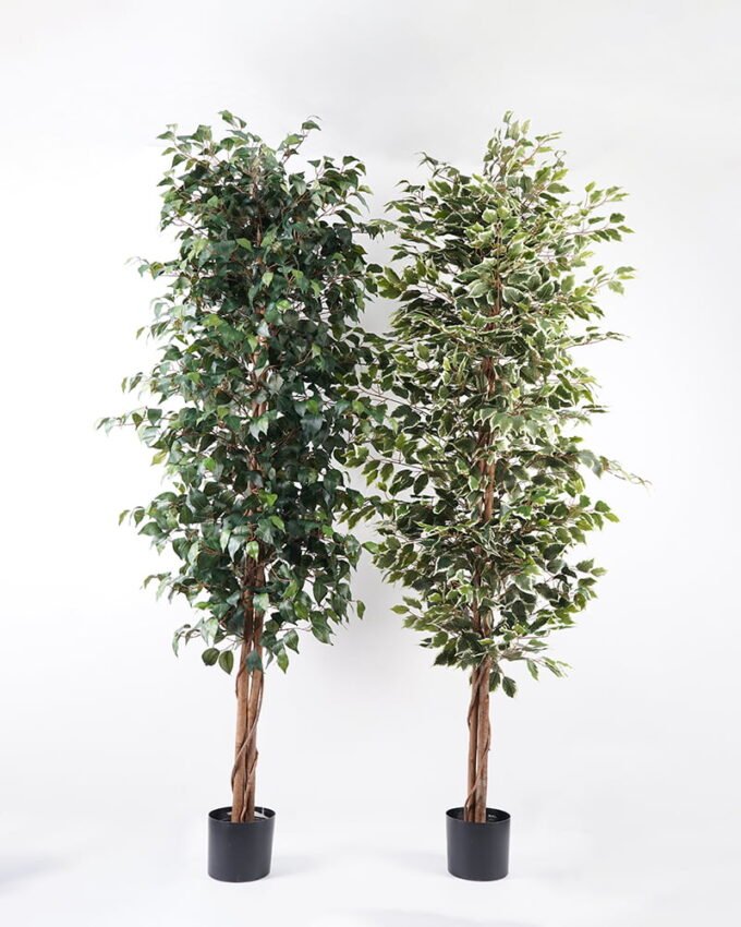 Artificial Tree H:210CM Ficus in the pp pot/lvs1800 GS-59521014 Tree&Plant 3,000+ sqm showroom with thousands of artificial flowers, plants & trees ready for global sourcing.