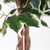 Artificial Tree H:210CM Ficus in the pp pot/lvs1800 GS-59521014 Tree&Plant 3,000+ sqm showroom with thousands of artificial flowers, plants & trees ready for global sourcing.