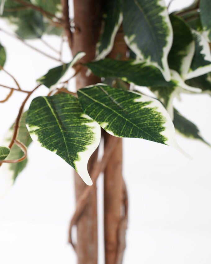 Artificial Tree H:210CM Ficus in the pp pot/lvs1800 GS-59521014 Tree&Plant 3,000+ sqm showroom with thousands of artificial flowers, plants & trees ready for global sourcing.