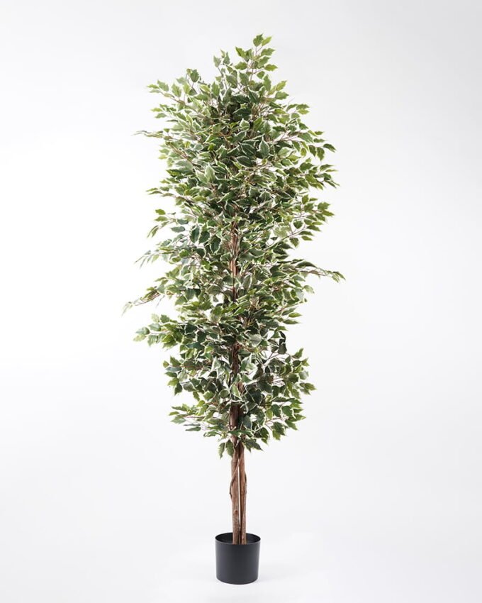 Artificial Tree H:210CM Ficus in the pp pot/lvs1800 GS-59521014 Tree&Plant 3,000+ sqm showroom with thousands of artificial flowers, plants & trees ready for global sourcing.