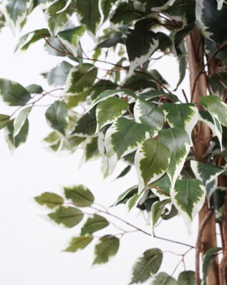 Artificial Tree H:240CM Ficus in the pp pot/lvs2050 GS-59521020 Tree&Plant YeahFlower is one of Chinese leading OEM manufacturers and exporters , supplying the silk flowers, wholesale artificial trees