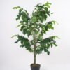 Artificial Tree H:135CM Fishtail palm in pp pot GS-59521039 Tree&Plant 3,000+ sqm showroom with thousands of artificial flowers, plants & trees ready for global sourcing.