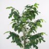 Artificial Tree H:135CM Fishtail palm in pp pot GS-59521039 Tree&Plant 3,000+ sqm showroom with thousands of artificial flowers, plants & trees ready for global sourcing.