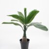 Artificial Tree 43*43*39CM Mini banana tree in pp pot GS-64221007 Tree&Plant YeahFlower is one of Chinese leading OEM manufacturers and exporters , supplying the silk flowers, wholesale artificial trees