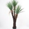 Artificial Tree 95*85*150CM YUCCA ROSTRATA TREE*3 GS-59521056 Tree&Plant YeahFlower is one of Chinese leading OEM manufacturers and exporters , supplying the silk flowers, wholesale artificial trees
