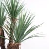 Artificial Tree 95*85*150CM YUCCA ROSTRATA TREE*3 GS-59521056 Tree&Plant YeahFlower is one of Chinese leading OEM manufacturers and exporters , supplying the silk flowers, wholesale artificial trees