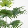 Artificial Tree 90*70*140CM livistona chinensis in pp pot GS-63321007 Tree&Plant YeahFlower is one of Chinese leading OEM manufacturers and exporters , supplying the silk flowers, wholesale artificial trees