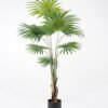 Artificial Tree 95*81*159CM livistona chinensis in pp pot GS-63321008 Tree&Plant YeahFlower is one of Chinese leading OEM manufacturers and exporters , supplying the silk flowers, wholesale artificial trees