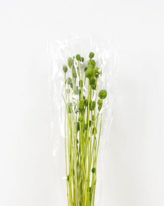 Dried Flowers 13*70CM ALLIUM FISTULOSUM GS-56619021CONTI Single Flowers YeahFlower is one of Chinese leading OEM manufacturers and exporters , supplying the silk flowers, wholesale artificial trees