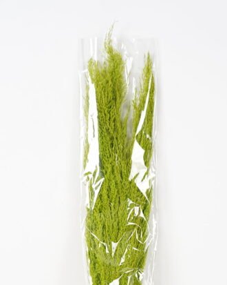 Dried Flowers 17*110CM Reed,3pc/bag, H:110cm/pc(REMARK :standard:pcs not weight) GS-56620104CONTI Dried Flowers YeahFlower is one of Chinese leading OEM manufacturers and exporters , supplying the silk flowers, wholesale artificial trees