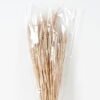 Dried Flowers 10*68CM wheat GS-56619009CONTI Dried Flowers YeahFlower is one of Chinese leading OEM manufacturers and exporters , supplying the silk flowers, wholesale artificial trees