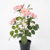 Artificial Flower 34*34*43CM  rose in pp pot Faux flowers GS-14521041 Potted Flowers&Plants YeahFlower is one of Chinese leading OEM manufacturers and exporters , supplying the silk flowers, wholesale artificial trees