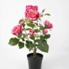 Artificial Flower 34*34*43CM  rose in pp pot fake flowers GS-14521041-R1 Potted Flowers&Plants YeahFlower is one of Chinese leading OEM manufacturers and exporters , supplying the silk flowers, wholesale artificial trees