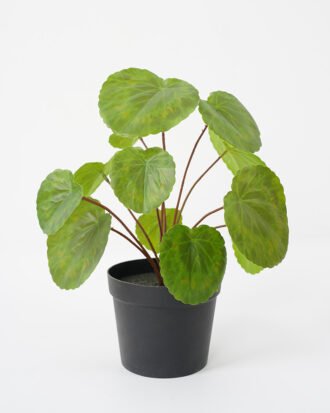 Artificial Plant 24*28CM Begonia Leaves in pp pot fake plant GS-14521024 Potted Flowers&Plants YeahFlower is one of Chinese leading OEM manufacturers and exporters , supplying the silk flowers, wholesale artificial trees