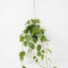 Artificial Plant 40*78CM Begonia Leaves in pp pot with rope Hanging plant GS-14521023 Leaves&Sprays&Foliages YeahFlower is one of Chinese leading OEM manufacturers and exporters , supplying the silk flowers, wholesale artificial trees
